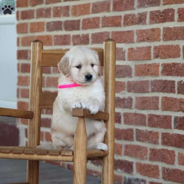 Tia, Golden Retriever Puppy